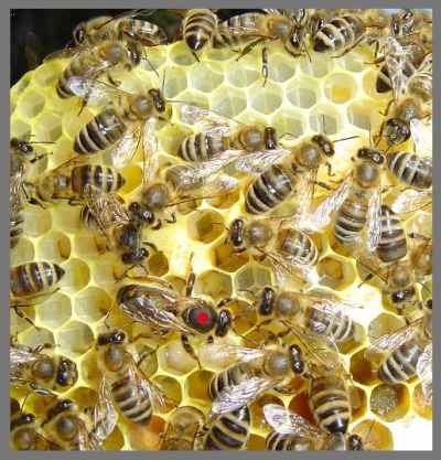 Honigbienen300.jpg 